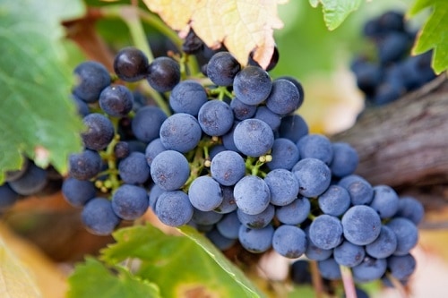 Variedades de vino australiano |  Winetraveler.com
