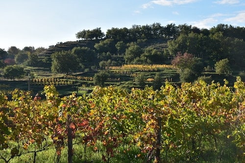 Impresionantes viñedos y vinos en Sicilia Italia |  Winetraveler.com