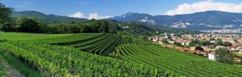 Ticino Swiss Wine Region (Canton) - Vides de uva crecen en Ticino Suiza
