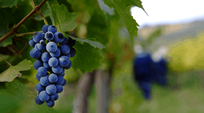 País del Vino de Chile |  Cabernet Sauvignon en Chile |  Winetraveler.com