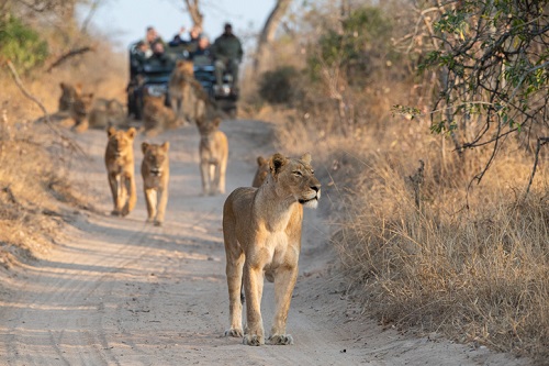 Itinerario de 2 semanas en Sudáfrica: Safari en el Parque Nacional Kruger