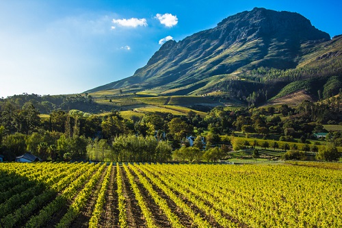 La región vinícola de Stellenbosch ahora se considera un destino de enoturismo de primer nivel.  Es mejor conocido por su variedad de uva Pinotage.