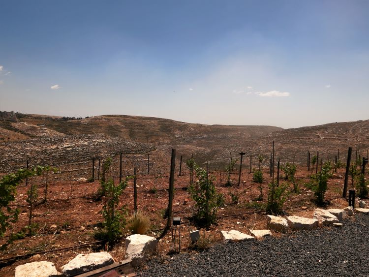 Vista del viñedo de Psagot cerca de Jerusalén