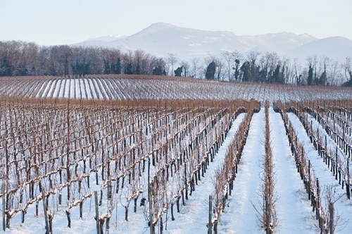 El Vino Espumoso Franciacorta se elabora en el Méthode Champenoise a partir de Chardonnay, Pinot Noir y Pinot Blanc.