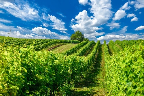 Hungría no sólo produce hermosos vinos espumosos llamados "Pezsgo"sus viñedos son preciosos para arrancar.