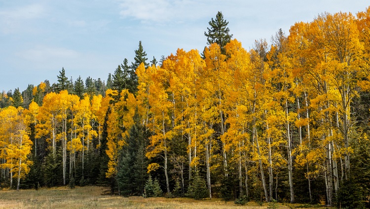Colores de otoño cerca de Taos, Nuevo México