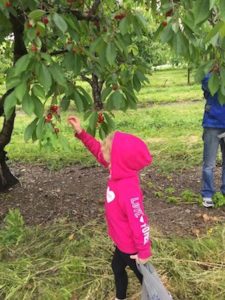 Actividades al aire libre en Finger Lakes - Recolección de cerezas en aserradero