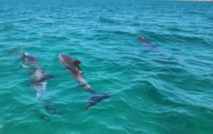 Tours de delfines nariz de botella en Setúbal