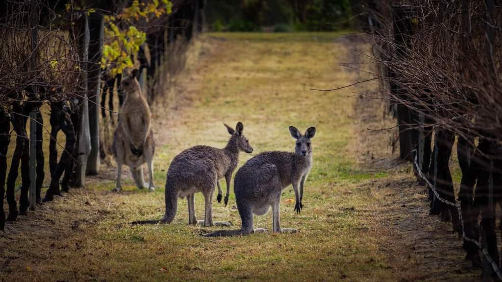 Canguros vistos entre las vides en un viñedo en la región vinícola de Hunter Valley en Australia.