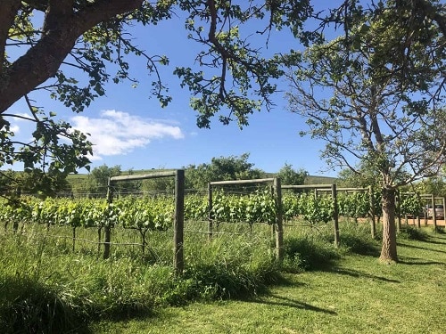 7 mejores bodegas de Stellenbosch que debes visitar |  Winetraveler.com