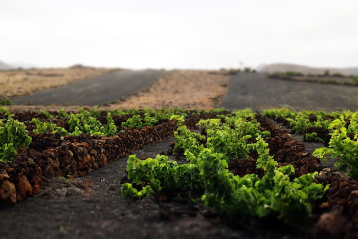 Bodega El Grifo, las vides crecen en suelo volcánico en las Islas Canarias en España |  Winetraveler.com