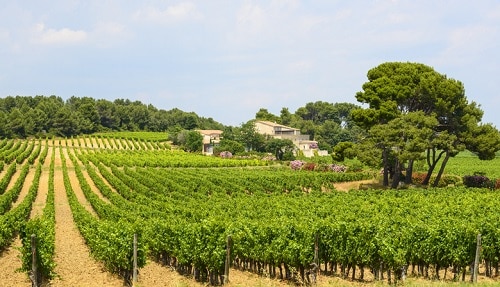 Itinerario de Bodegas Languedoc cerca de Montpellier y Pezanas |  Winetraveler.com