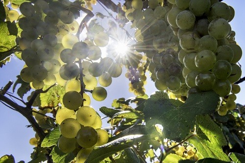 Variedades de uva para vino en Ontario, Niagra Falls, Canadá |  Winetraveler.com