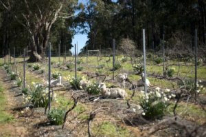 Ejemplos de viticultura biodinámica y ecológica |  Winetraveler.com