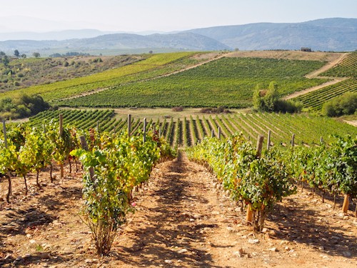 Una sensación del paisaje de viñedos que se puede esperar en Bierzo, España.  - Ultreia y Enólogo Raúl Pérez |  Winetraveler.com