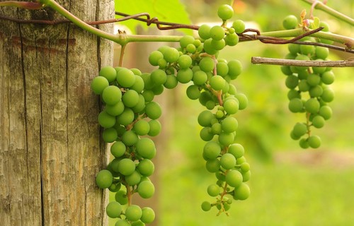 ¿A qué sabe el vino Chablis?  |  Winetraveler.com