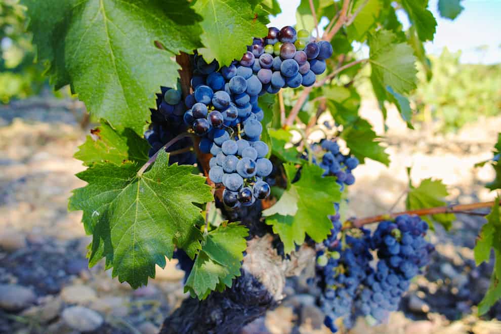 Variedades de uva de vino Chateauneuf du Pape en el sur del valle del Ródano |  Winetraveler.com
