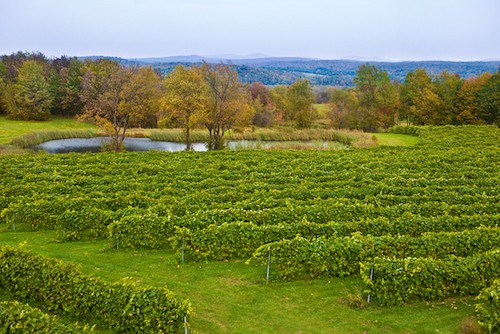Terroir de la región vinícola de Quebec |  Winetraveler.com