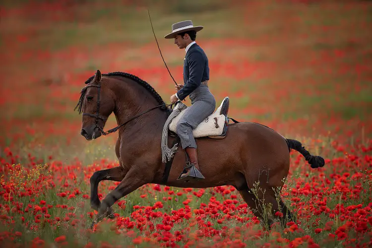 Jinete en el hábito tradicional español sobre un caballo andaluz