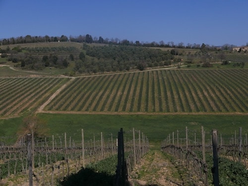 El viñedo Felsina Rancia en Castelnouvo Berardenga Classico, la subregión más al sur de Chianti Classico.