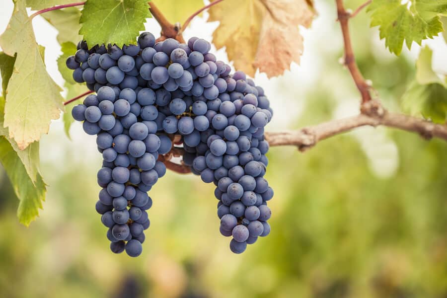Pinot Noir en Willamette Valley Oregon |  Winetraveler.com
