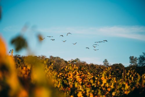 Viñedo Terra d'Oro Amador |  Condado de Amador California |  Winetraveler.com