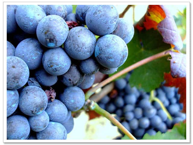 Vino Pinotage Sudáfrica - Aprenda sobre el vino sudafricano |  Winetraveler.com