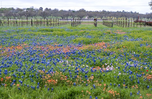 Las mejores bodegas de Texas Hill Country y rutas vinícolas de Hill Country