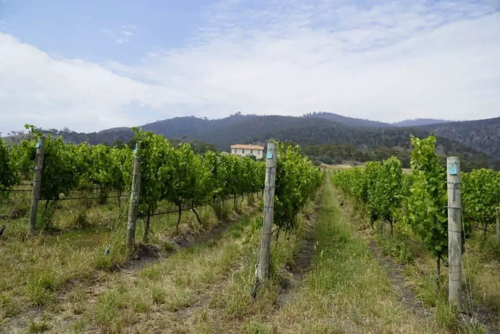 Las mejores bodegas y destilerías para visitar en el valle de Derwent en Tasmania |  Winetraveler.com