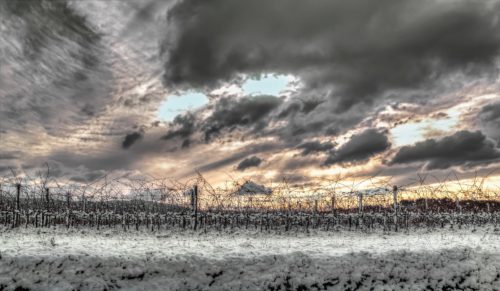 mejor época del año para visitar viñedos |  Viajes de vino de invierno |  Winetraveler.com