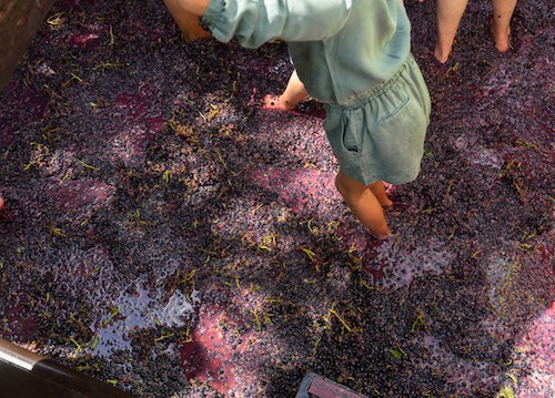 Mejores Festivales y Tours del Vino en España |  Winetraveler.com