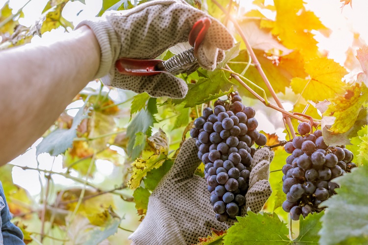Cortar las uvas de vino de la vid