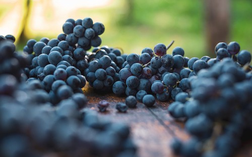 Sabores y notas de cata de cabernet franc en vinos varietales y blends