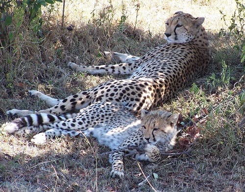 El mejor momento para ir de safari en Kenia