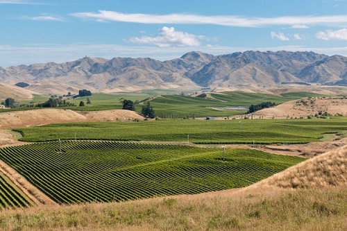 Vista aérea de los viñedos de Sauvignon Blanc en Marlborough Nueva Zelanda