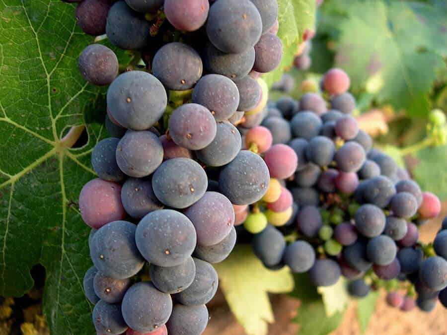 Las Variedades de Uva de Rioja España