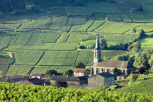 Los mejores maridajes con pinot noir |  Vides de Pinot Noir en Vergisson Vineyards Borgoña, Francia |  Winetraveler.com