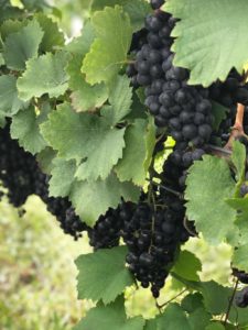 Información sobre variedades de vino y uva Blaufrankish |  Winetraveler.com