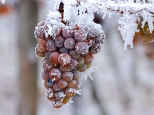 ¿Qué es el vino de hielo?  Una guía para el vino dulce de hielo (también conocido como Eiswein) |  Winetraveler.com